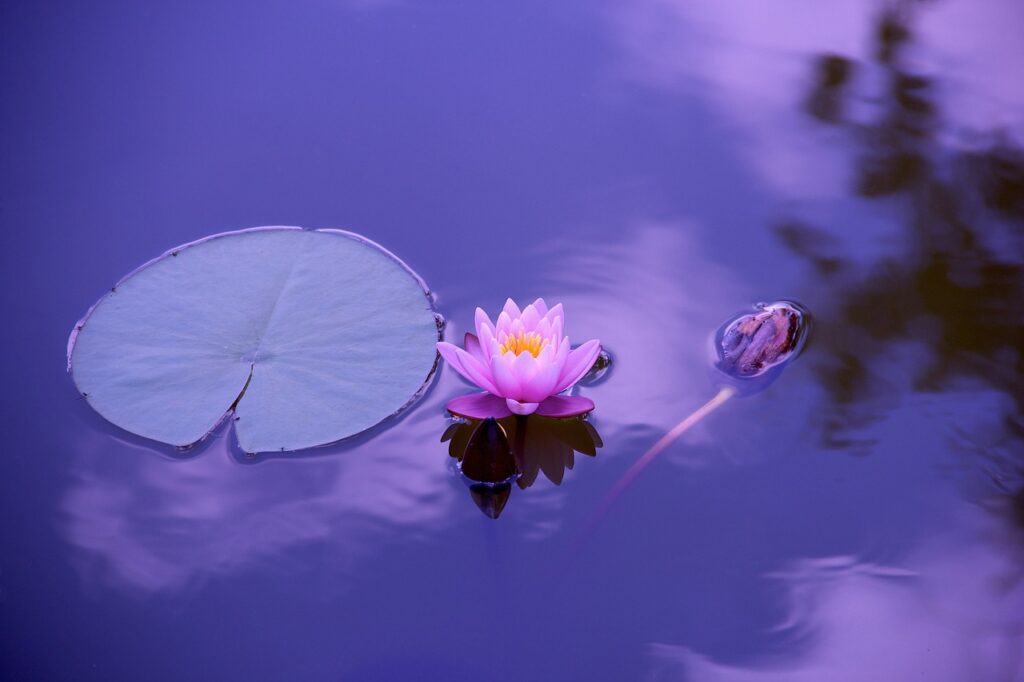 zénitude du lotus